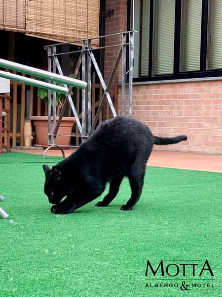 Hotel Pet Friendly Asti 01