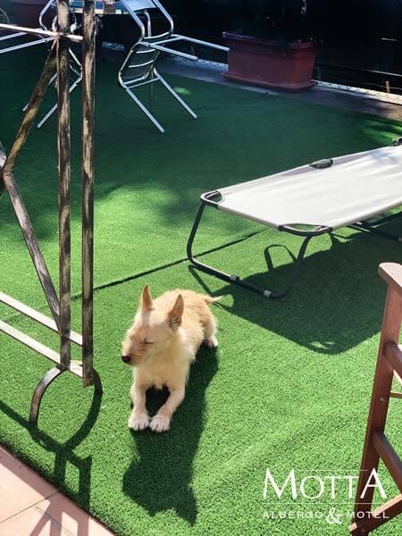 Hotel Pet Friendly Asti 03