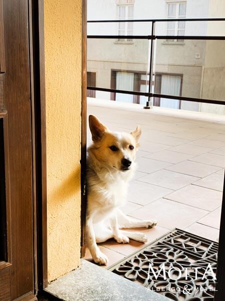 Hotel Pet Friendly Asti 05
