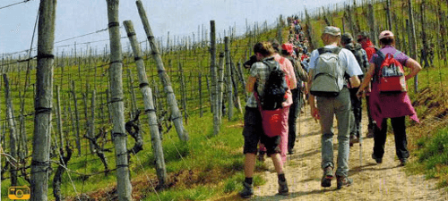 Il sentiero della Barbera Il sentiero della Barbera