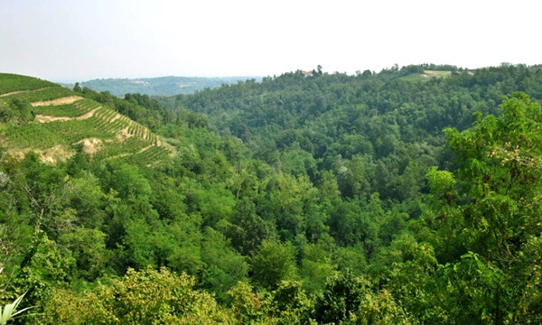 Itinerari langhe: il mare verde