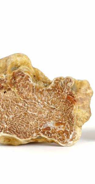 Tartufo Bianco