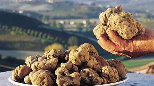 Piemontese: Fiera tartufo Alba