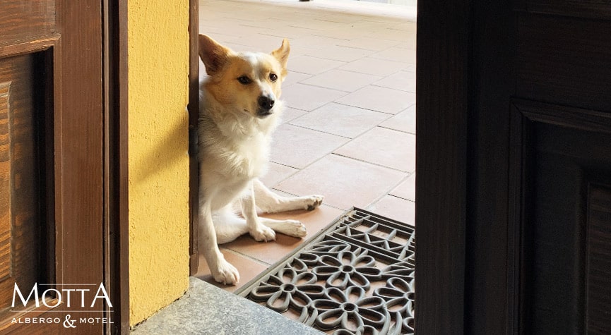 News: Vacanze con animali immersi tra le colline delle Langhe