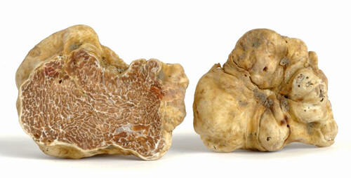Visitare Asti e Alba - Tartufo Bianco di Alba