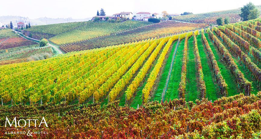 Colline Piemontesi: le Colline più Belle del Mondo