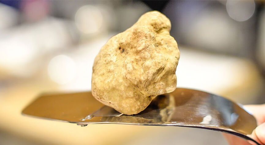 Fiera del Tartufo Alba: un imperdibile evento internazionale