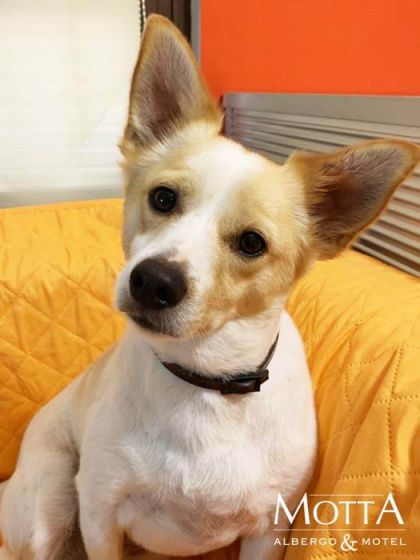Hotel Pet Friendly Costigliole d'Asti