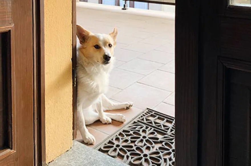 Hotel Pet Friendly Asti
